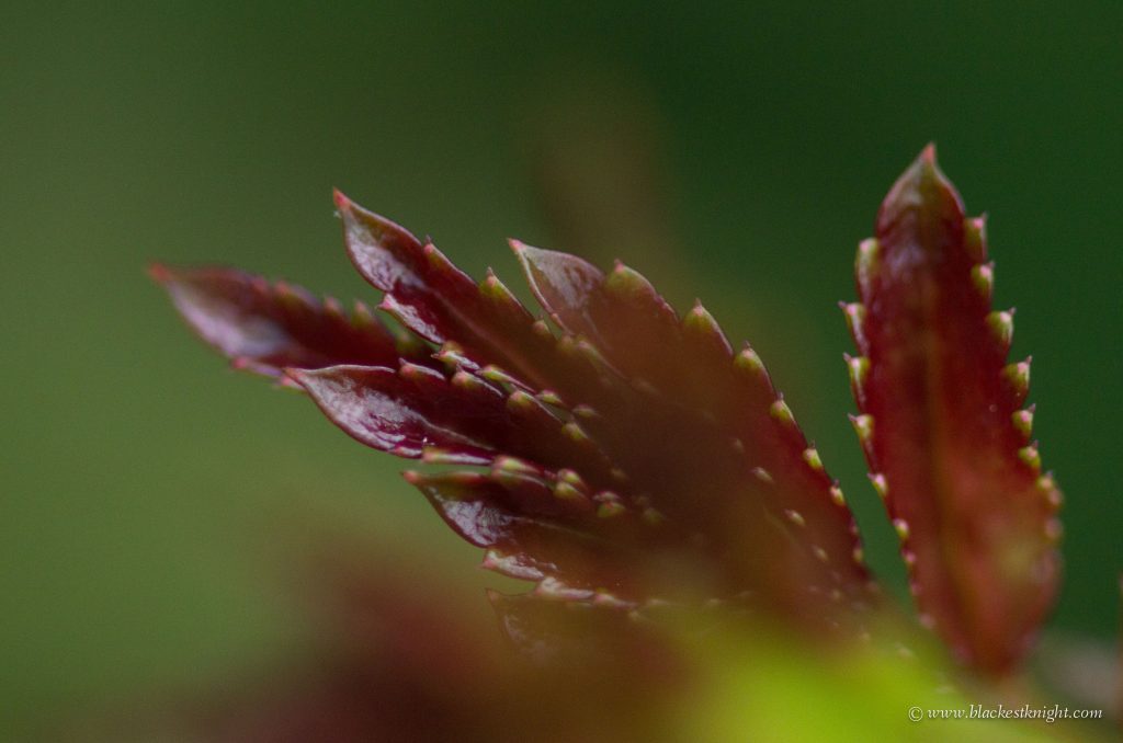 Rose Leaf